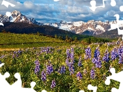 Mount Sneffels, Stany Zjednoczone, Łąka, Góry, Łubin, Chmury, Zieleń, San Juan Mountains, Kolorado, Drzewa, Kwiaty