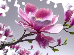 Magnolia, Gałęzie, Grafika, Kwiaty