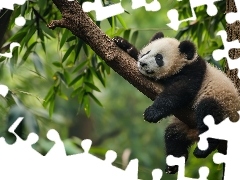 Konar, Grafika, Panda, Drzewo, Śpiąca