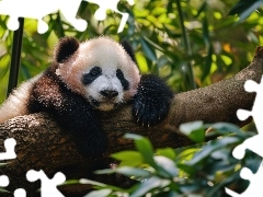 Konar, Grafika, Panda, Liście, Śpiąca