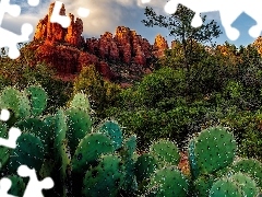 Hrabstwo Coconino, Sedona, Kaktusy, Crimsons Cliff, Drzewa, Stan Arizona, Stany Zjednoczone, Skały