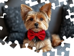 Muszka, Poduszki, Yorkshire terrier, Czerwona, Pies