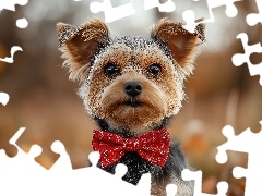 Yorkshire terrier, Czerwona, Muszka, Pies