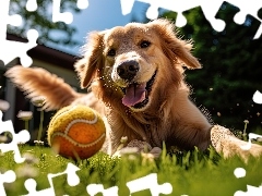 Zabawa, Grafika, Golden retriever, Piłka, Pies