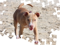 Pit Bull, Plaża, Pies