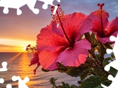 Hibiskusy, Zachód słońca, Grafika, Kwiaty