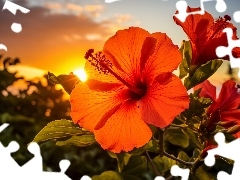 Zachód słońca, Grafika, Czerwone, Kwiaty, Hibiskusy
