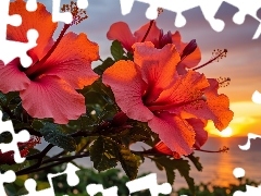 Zachód słońca, Grafika, Hibiskusy, Kwiaty, Czerwone