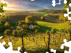 Pola, Wzgórza, Dom, Winnice, Słowacja, Drzewa, Słoneczny blask