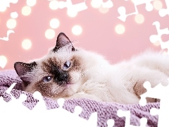 Kot, Koc, Grafika, Ragdoll