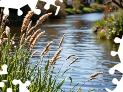 Rzeka, Grafika, Trawa, Szuwary, Kwitnąca