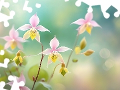Grafika, Epimedium, Kwiaty