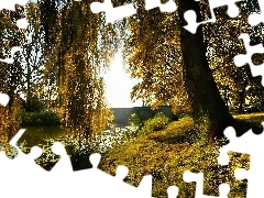 Rzeka, Most, Drzewa