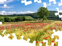 Pola, Wzgórza, Maki, Lato, Zboże, Drzewa