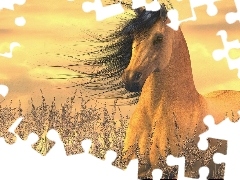 Zachód, Słońca, Koń