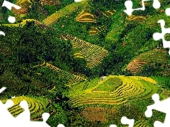 Wzgórza, Wietnam, Tarasy ryżowe, Góry, Pola