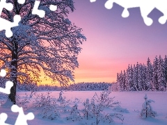 Ośnieżone, Zachód słońca, Drzewa, Krzewy, Zima