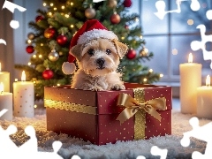 Prezent, Szczeniak, Choinka, Boże Narodzenie, Pies, Świece