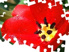 Rosa, Tulipan