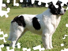 Landseer, duży