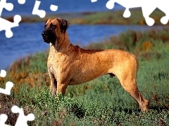 Bulmastiff, Pies