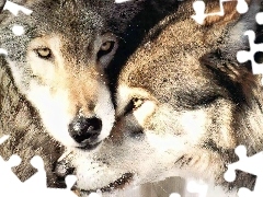 wilki, Dwa