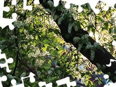 Kwiaty, Drzewo, Białe