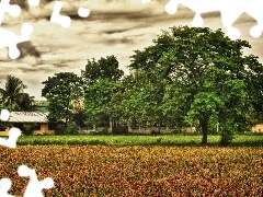 Chmury, Farma, Drzewa