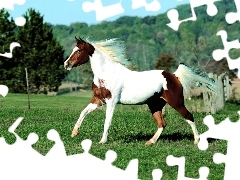 Konia, Tarant, Maść