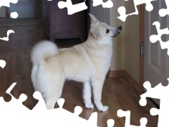 panele, Norsk Buhund
