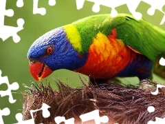 Papuga, Kolorowa