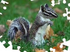 Biały, Chipmunk, Szaro