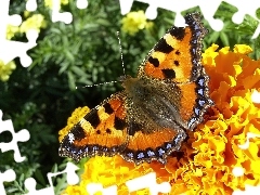 Rusałka Pokrzywnik, Kwiat, Motyl