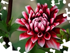 Dalia, Bordowa