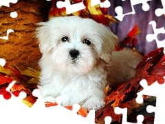 Bichon Frise, Liście, Piesek