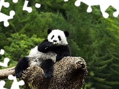 Śniadanie, Drzewa, Panda, Pień