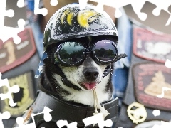 Kask, Okulary, Pies