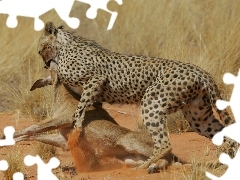 Polowanie, Antylopa, Atakujący, Gepard