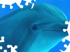 Delfin, Biały