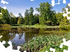 Zieleń, Drzewa, Park, Staw
