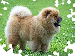 Pyszczek, Otwarty, Chow Chow, Trawa