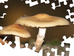 Muchomory, Jesień, Dwa