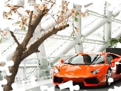 Magnolii, 2013, Aventador, Salon, Krzew, Samochodowy, Lamborghini