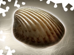 Muszelka