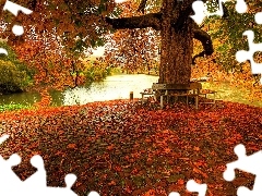 Rzeka, Park, Jesień