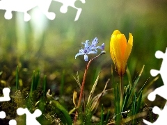Kwiatek, Niebieski, Żółty, Krokus