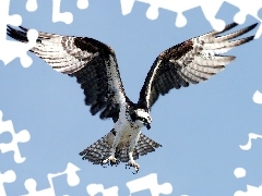 Skrzydła, Lot, Rybołów