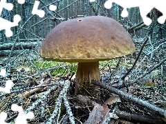 Grzyb, Las, Bory, Prawdziwek, Tucholskie