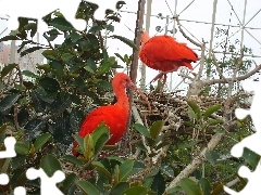 Klatka, Zieleń, Ibis Szkarłatny