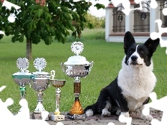 puchary, Welsh corgi cardigan